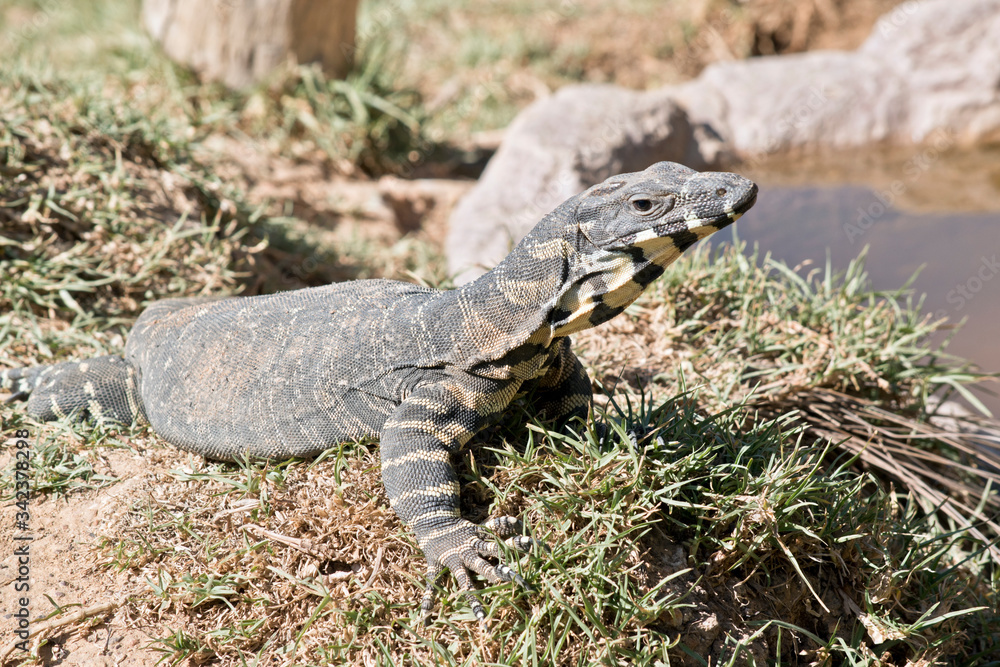 the roseberg lizard is a large lizard that can climb trees the roseberg lizard is a large lizard that can climb trees