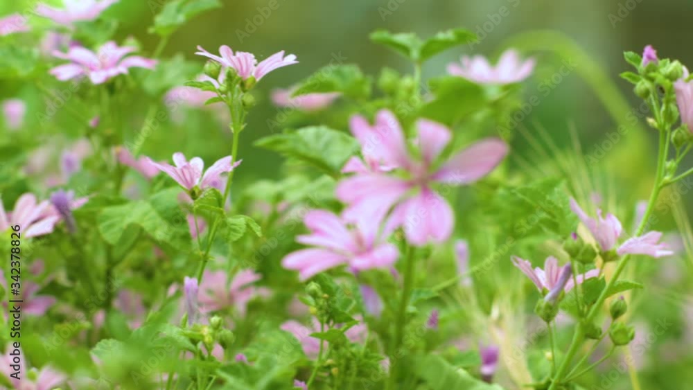 pan shot to the left of mallow flowers on a meadow with green grass and a flying bee (malva sylvestris) pan shot to the left of mallow flowers on a meadow with green grass and a flying bee (malva sylvestris)