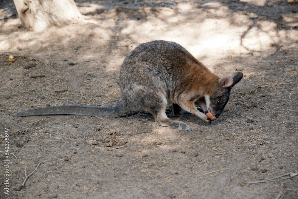 this is a side view of a red necked pademelon