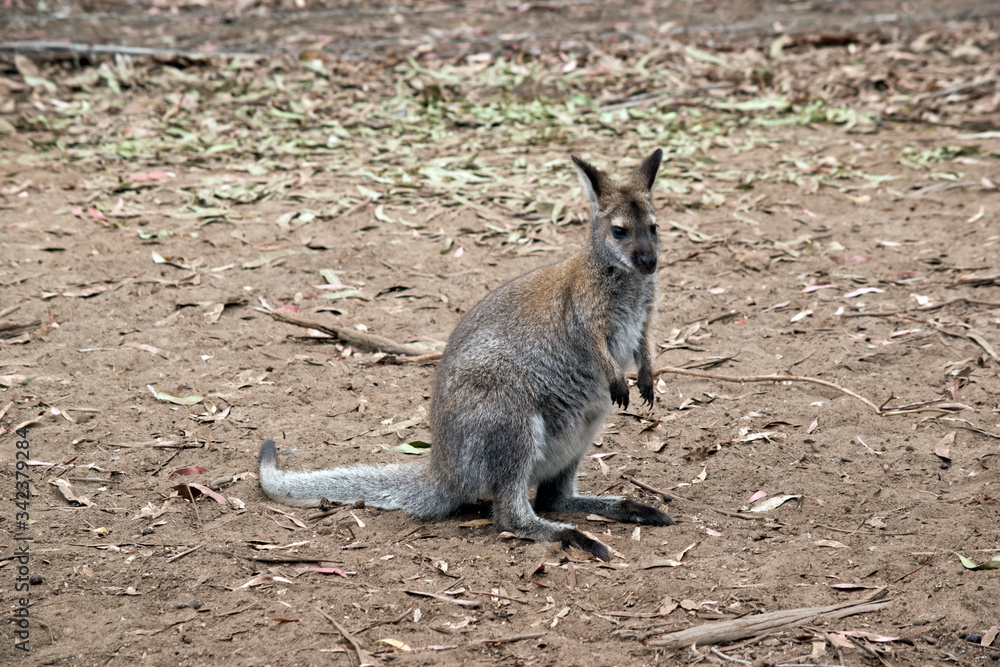 this is a young red necked wallaby