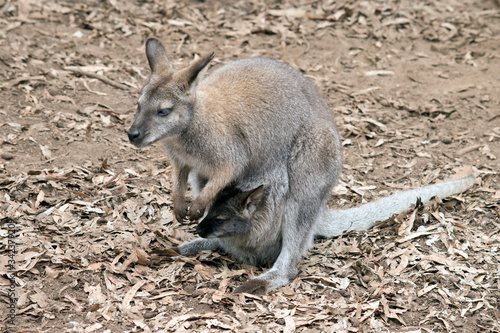 this is a side view of a red neck wallaby with a joey