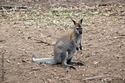 this is a young red necked wallaby