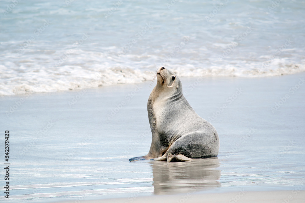 Fototapeta premium A sea lion on the beach at Seal Bay