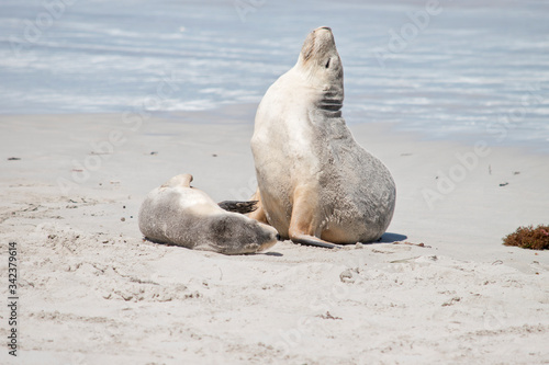 this is a female sea lion and her pup at Seal Bay