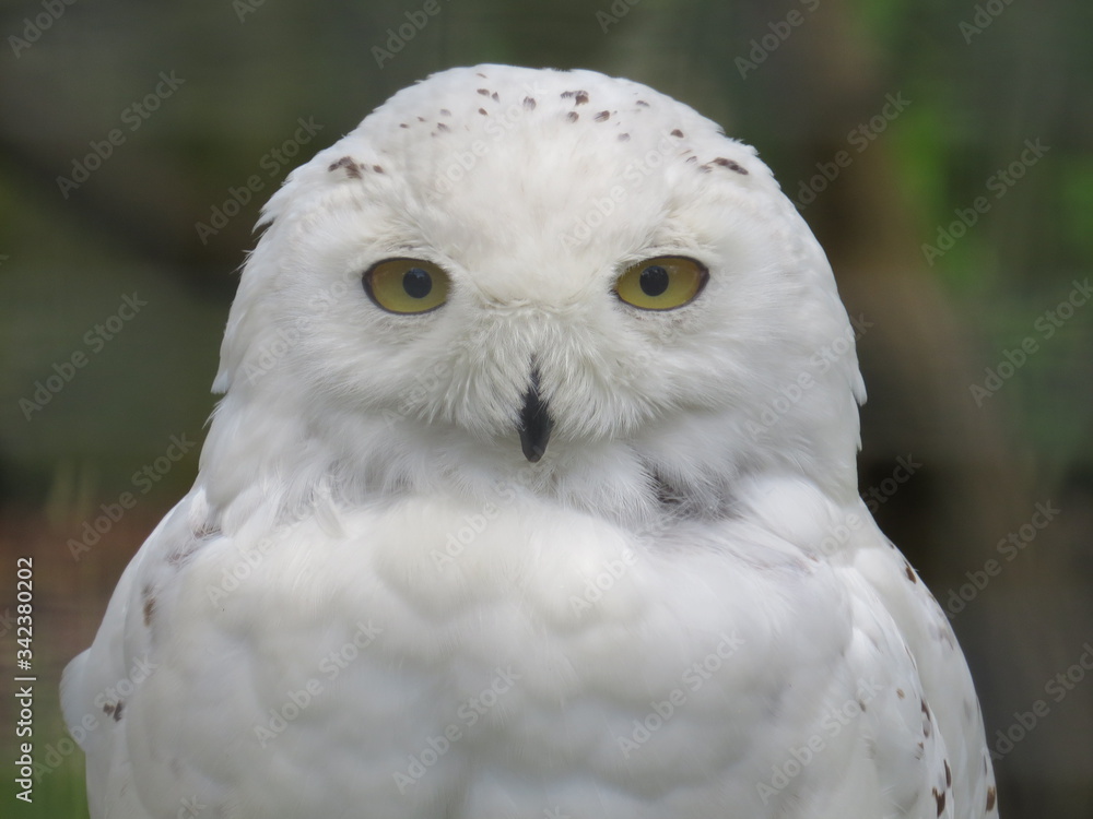 Snowy owl Snowy owl