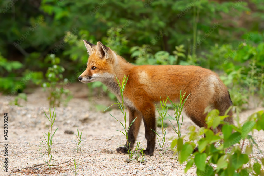  A Red fox kit (Vulpes vulpes) standing by the roadside in Algonquin Park in Canada