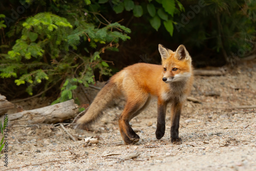  A Red fox kit (Vulpes vulpes) standing by the roadside in Algonquin Park in Canada © Jim Cumming