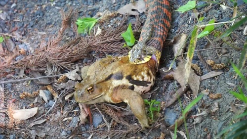 Snake swallowing a frog 1
/3. The snake is known as Rhabdophis tigrinus, the tiger keelback, kkotbaem, or yamakagashi, the Colubridae family. The frog is Bufo japonicus or Japanese common toad. photo
