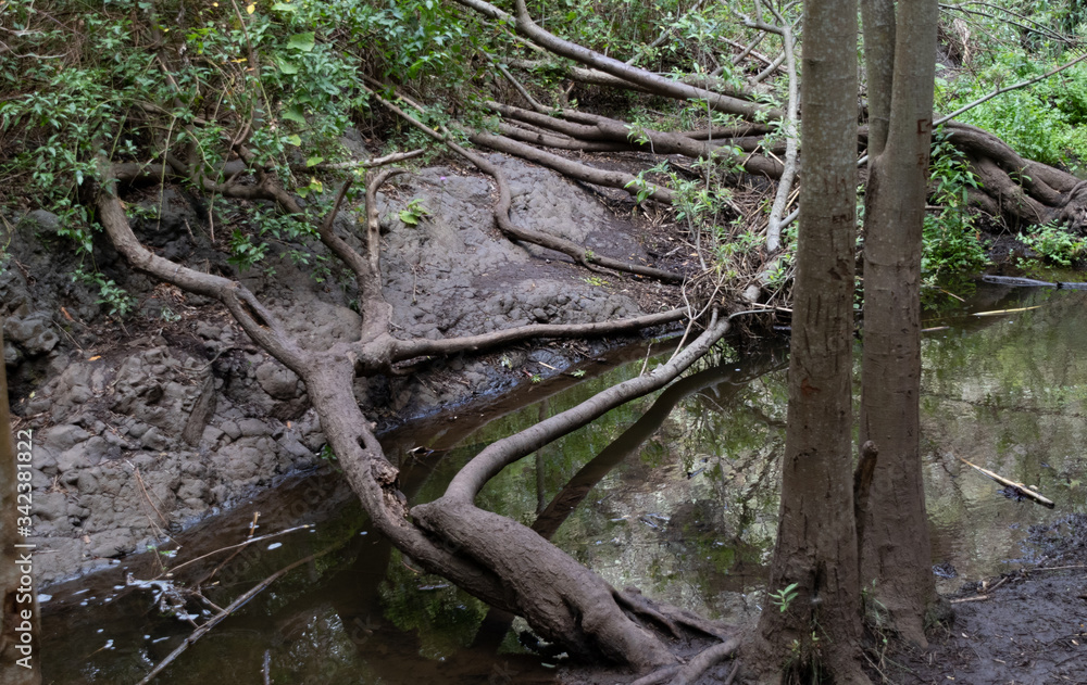 Tronco caído sobre pequeño riachuelo Tronco caído sobre pequeño riachuelo