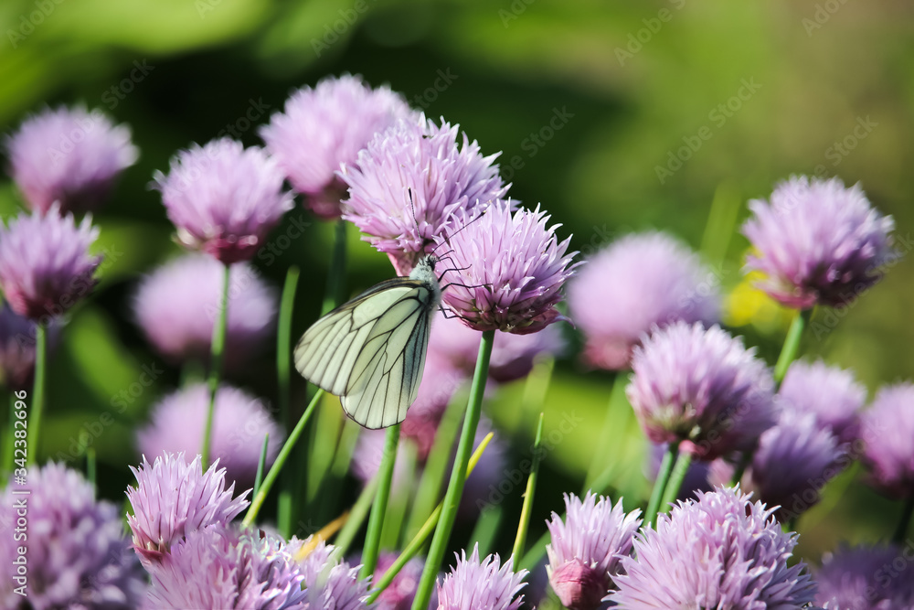 Bulbs of onion flowers. Latin name - Allium ledebouriana. Inflorescences of decorative onions in the garden. A large white butterfly with black veins on its wings is located on a chain. Bulbs of onion flowers. Latin name - Allium ledebouriana. Inflorescences of decorative onions in the garden. A large white butterfly with black veins on its wings is located on a chain.