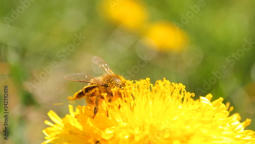 Yellow flower, wild bee, spring green grass nature