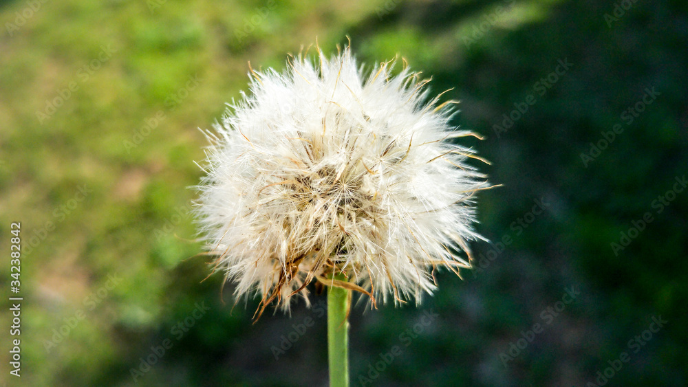 Dandelion, Clarens, Free State, South Africa