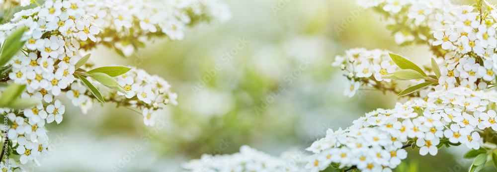 Blooming spirea on soft background in sunny day. Beautiful floral spring banner background. Springtime. copy space. Blooming spirea on soft background in sunny day. Beautiful floral spring banner background. Springtime. copy space.