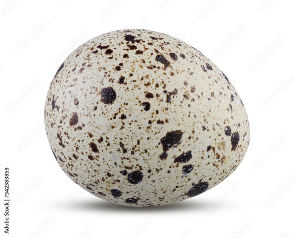 Quail Egg Isolated. Boiled or Fresh Egg Vertical on White Background Close Up Quail Egg Isolated. Boiled or Fresh Egg Vertical on White Background Close Up