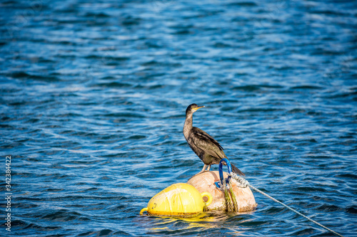 Close-up of sunlit single cormorant bird is resting on a floating buoy at the port of Fanari village in Northern Greece. Sunny late autumn afternoon, travel wildlife photography