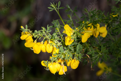 Common Gorse (Ulex europaeus) bursting into flower in springtime photo