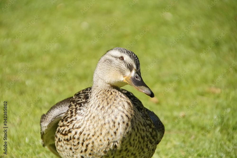 Enten auf einer Wiese im Sonnenlicht in Nahaufnahme Enten auf einer Wiese im Sonnenlicht in Nahaufnahme