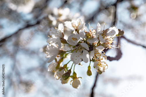 Beautiful Springbranch of cherry blossoms tree background. photo