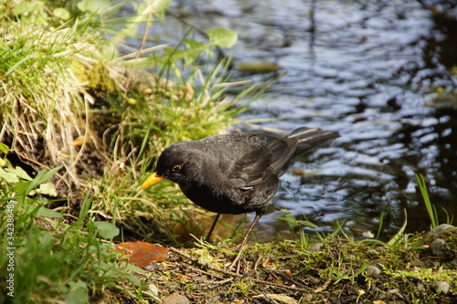 Amsel an einem Bach beim erfrischen, baden