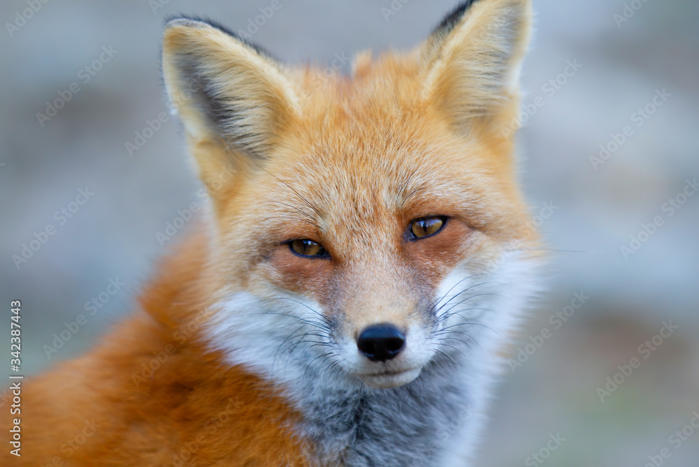 Red fox (Vulpes vulpes) closeup in Algonquin Park, Canada