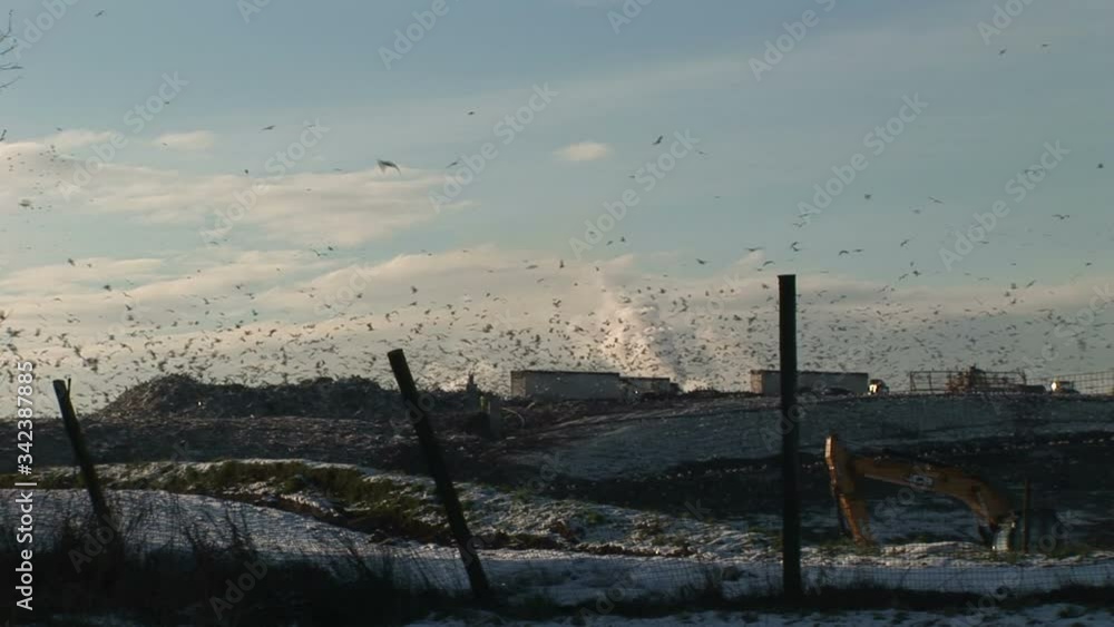 Seagulls scavenge on a tip in England trash dump Seagulls scavenge on a tip in England trash dump