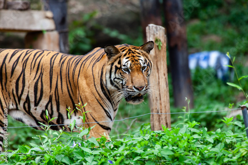 The tiger in the zoo looks at the electric wire  looking for a way out of the cage.