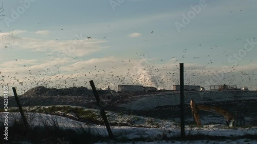 Wallpaper Mural Seagulls scavenge on a tip in England trash dump  Torontodigital.ca