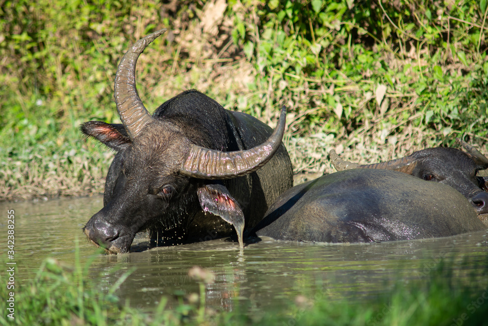 Obraz premium Buffalo