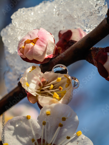 На цветке абрикоса лежит снег весной в апреле. There is snow on the apricot flower in the spring in April. макросьемка macro mode