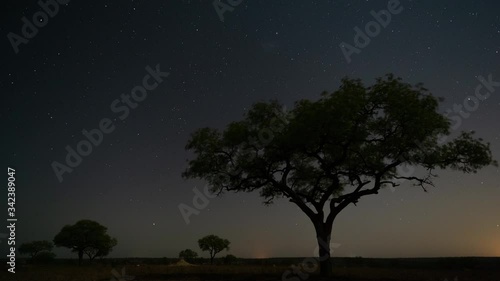 Static astro night timelapse of a Marula tree (Sclerocarya birrea) in the wilderness bushveld, moonlight landscape with trees in South Africa, in a game reserve/national park. photo