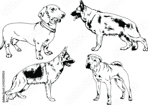 vector drawings sketches pedigree dogs in the racks drawn in ink by hand   objects with no background