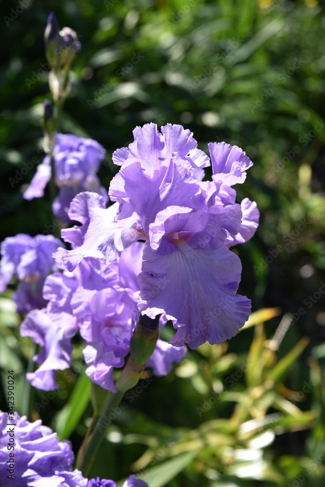 Iris bleu au jardin