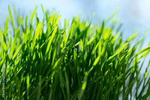 bright green grass is a source of energy