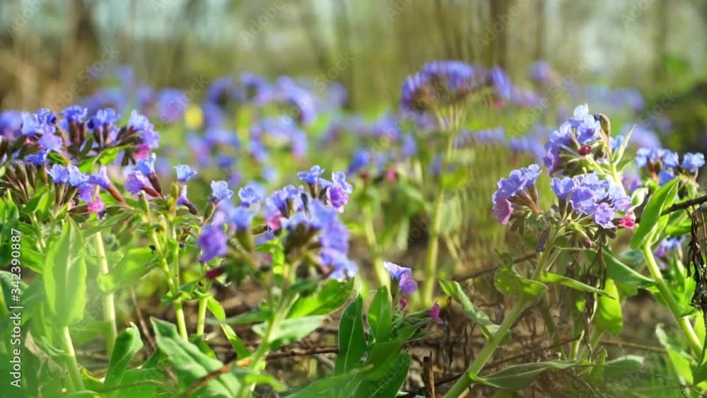 Flowers of the meadow in the spring meadow