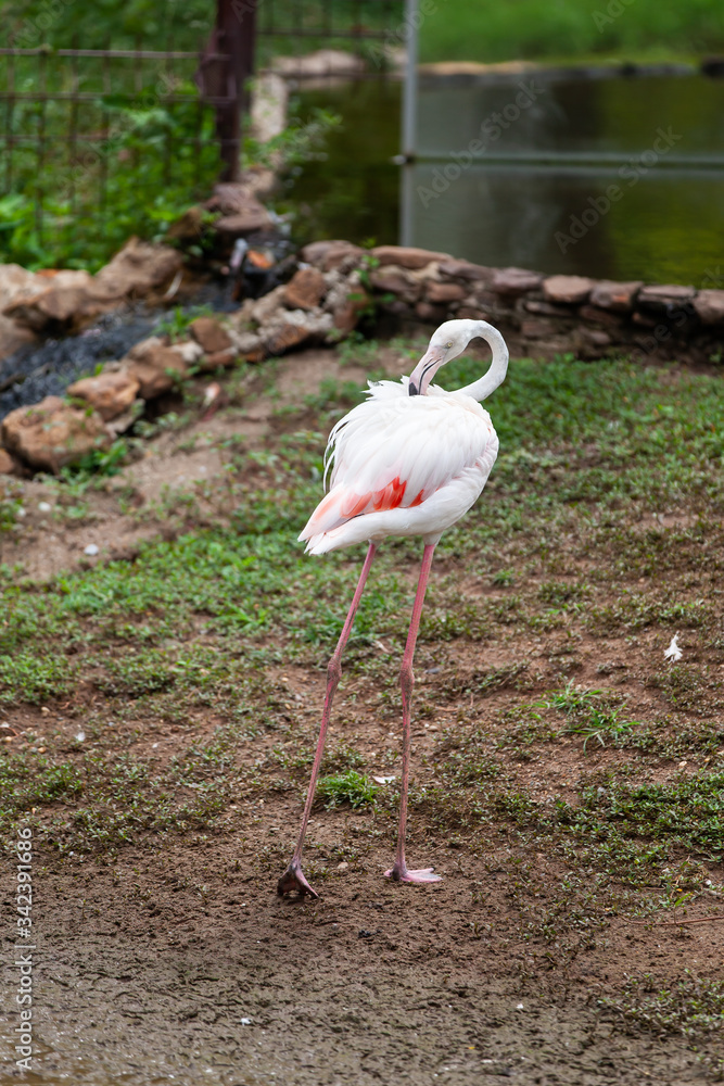 Beautiful pink flamingo in the zoo.. Beautiful pink flamingo in the zoo..