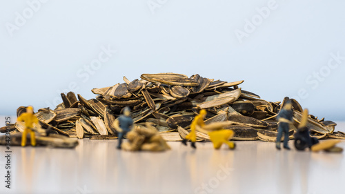 Miniature people : Workers work on the sunflower seed production process. (Sunflower seed business concept)