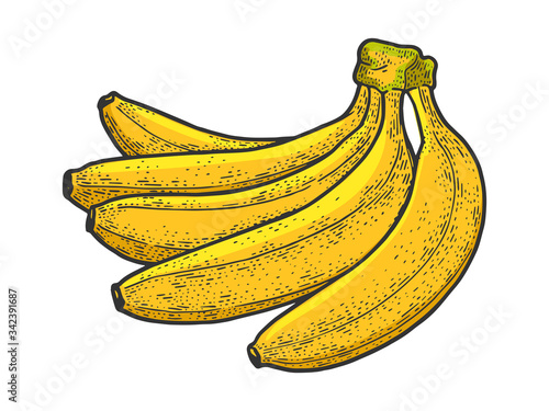 Fresh banana fruit vegetable color sketch engraving vector illustration. T-shirt apparel print design. Scratch board imitation. Black and white hand drawn image.