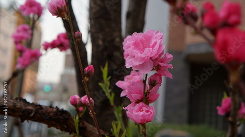 八重桜