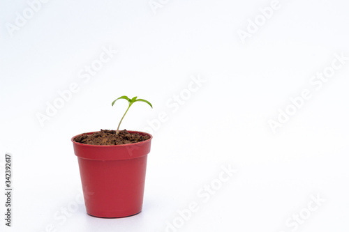 Green young sprout in a flower pot on white background with copy space. 