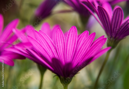 daisy of the Cape close up