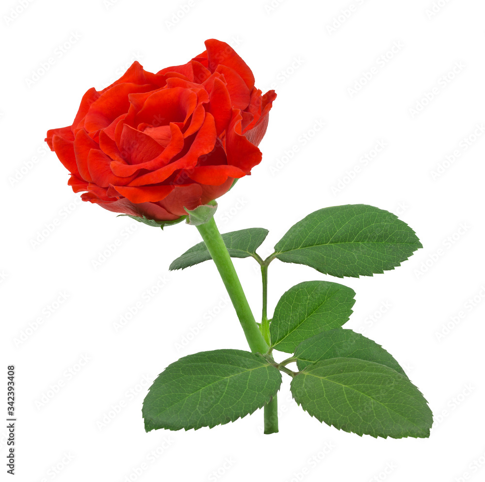 Fototapeta premium Red rose isolated on white background with clipping path.