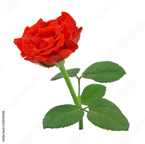 Red rose isolated on white background with clipping path.