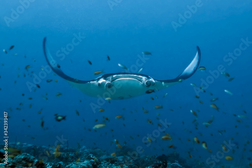 A large manta Ray hovers over a coral reef surrounded by many small fish.   Maldives.