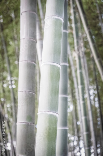 Abstract background from bamboo trunks. Wallpaper from the texture of bamboo. A lot of plants