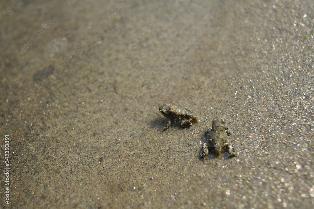 Animals (also referred to as metazoa) are multicellular eukaryotic organisms that form the biological kingdom Animalia. With few exceptions, animals consume organic material, breathe oxygen, are able Animals (also referred to as metazoa) are multicellular eukaryotic organisms that form the biological kingdom Animalia. With few exceptions, animals consume organic material, breathe oxygen, are able