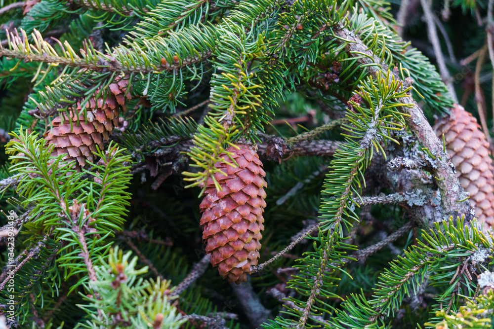 Brown spruce cones on a fluffy green spruce branch. Brown spruce cones on a fluffy green spruce branch.