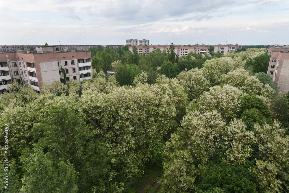 Overgrown street in abandoned ghost town Pripyat in Chernobyl zone
