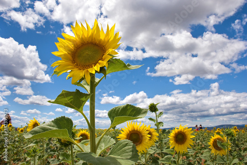  Sonnenblumenfeld mit blauem Himmel und Wolken  Sonnenblume isoliert