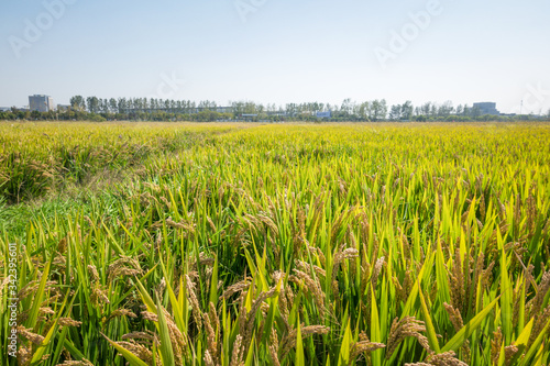 Wheat ears close-up in the sun. Immature wheat in the field and in the morning sun. Wheat in warm sunlight. Sun shine at wheat.