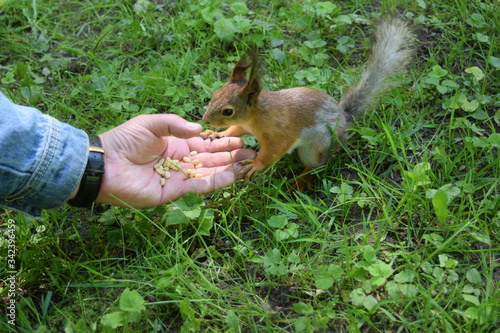 squirrel eating peanut in park